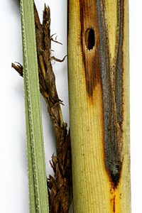 Synechocera deplana, SID798, larval host plant, Gahnia sieberiana (PJL2621) with exit hole in culm, SL